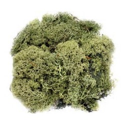 Mousse vert foncé 50g 